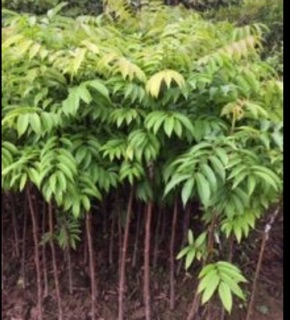 Cây sấu giống