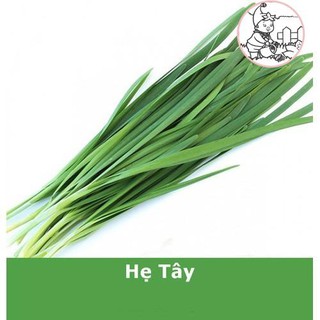 HẠT LÁ HẸ TÂY - GÓI 1 GRAM