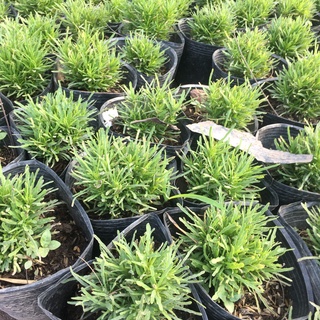 Cây Cỏ Mây Bụi Mini Để Bàn,Trang Trí Phòng,Tiểu Cảnh