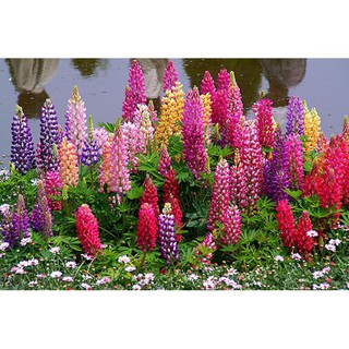 Hạt Giống Hoa Đậu Lupin