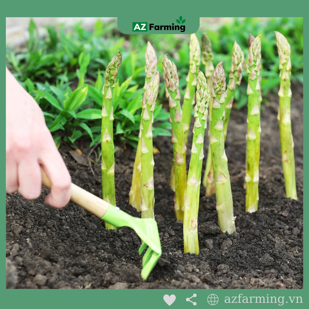 Hạt Giống Măng Tây Xanh - Gói 100 Hạt - AZ Farming