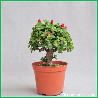 Cây Cảnh Mini - Cây Sen Đá Đô La Xanh gốc thụ dáng bonsai để bàn