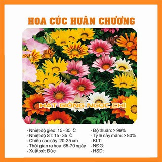 Hạt Giống Hoa Cúc Huân Chương - 50 Hạt