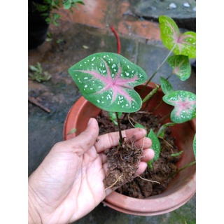Củ mon lá đốm.