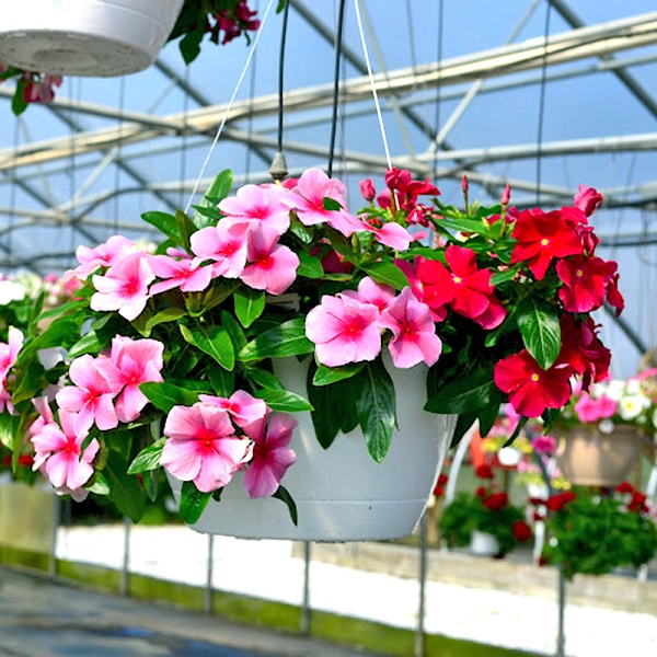 Nhiều loại hạt giống hoa đẹp, độc lạ, dễ trồng trong chậu, ngoài vườn, ban công