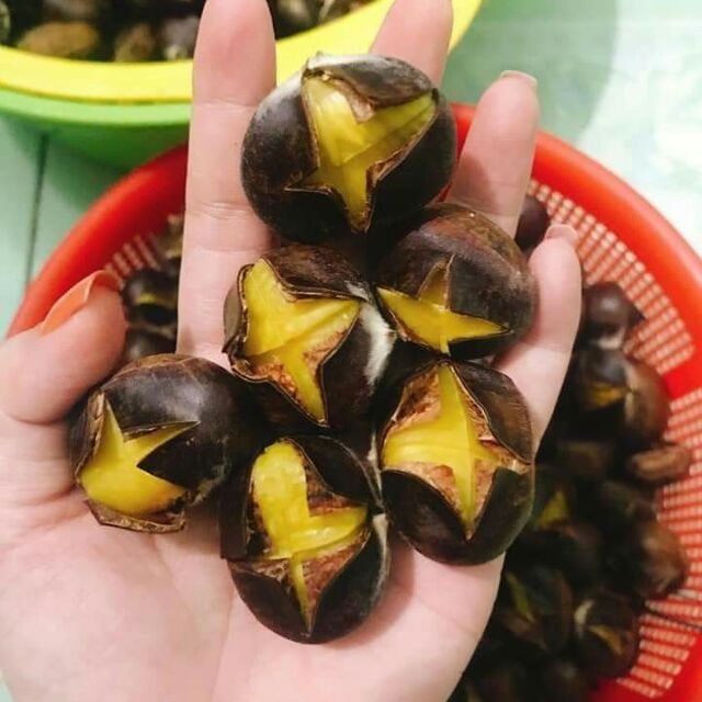Hạt  dẻ  rừng  Trùng Khánh
