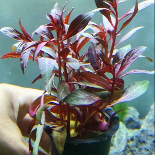Cây thủy sinh Huyết tâm lan (thủy sinh nha trang)