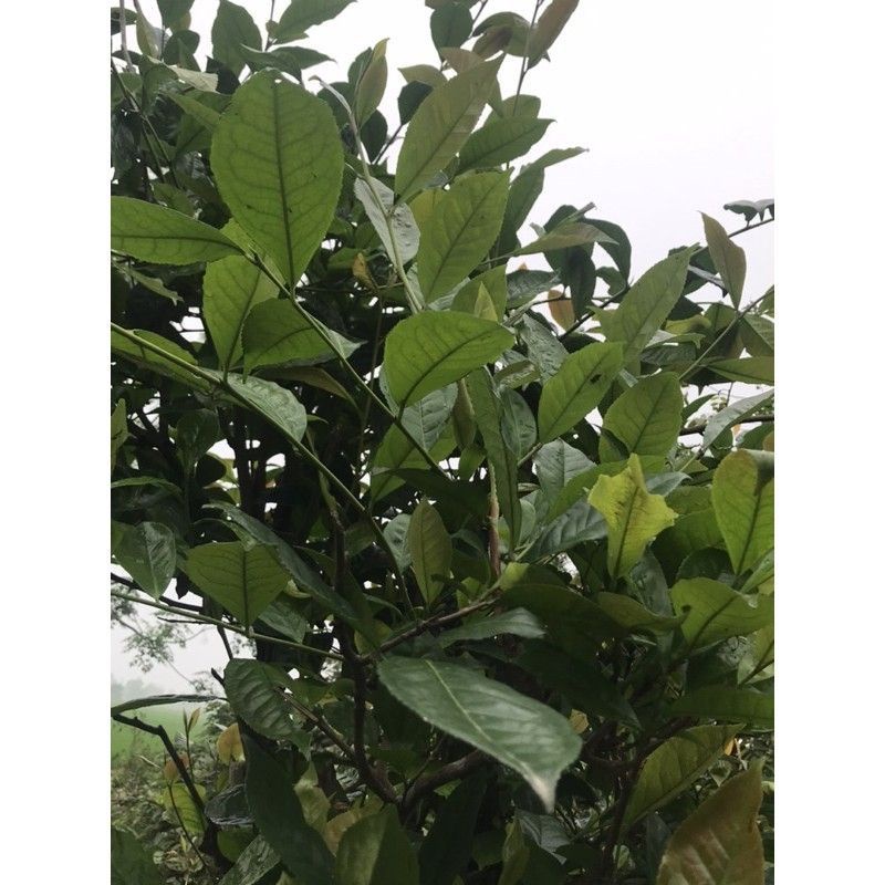 Lá trà xanh nhà trồng 1 kg