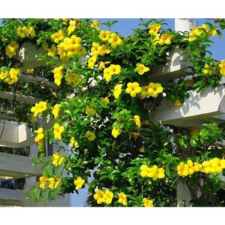 cây hoa lan tỏi(cây giống )