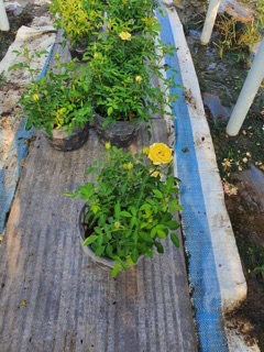 Hồng tiểu muội