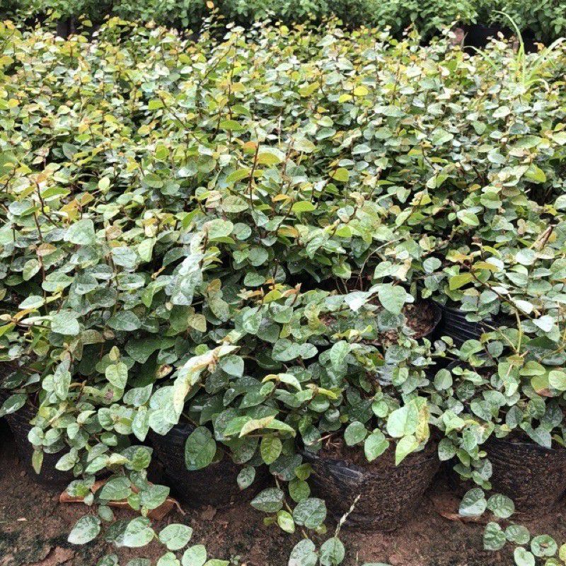 COMBO 3 CÂY VẢY ỐC  GIỐNG