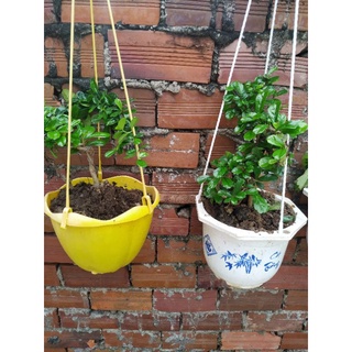 cây bùm sụm con