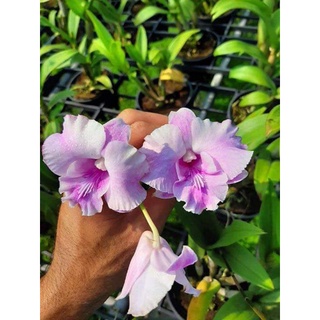 Lan denro lai cát hoa rất đẹp