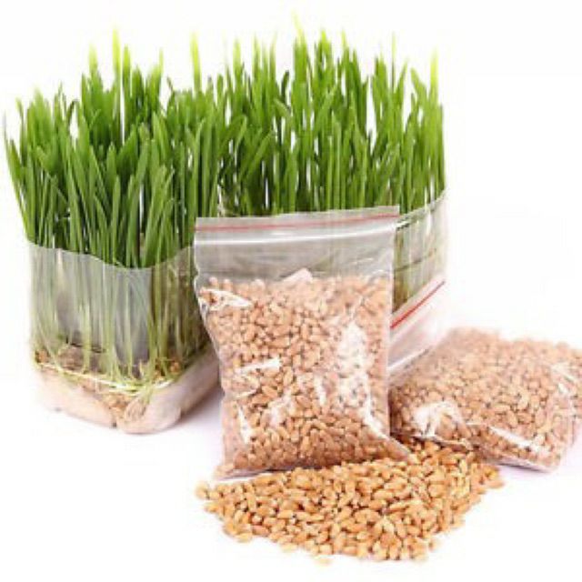 Hạt giống cỏ lúa mì cho thú cưng gói 100g