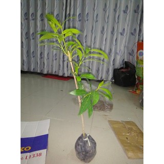 Cây vối, cao khoảng 60-80cm (freeship)