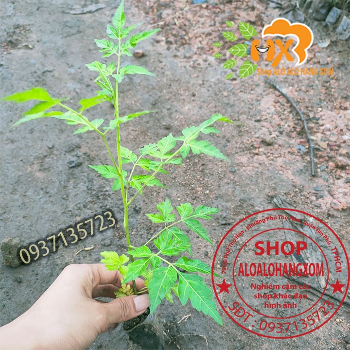 COMBO 50 CÂY XOAN TA CÂY GIỐNG CAO TỪ 10-15 CM