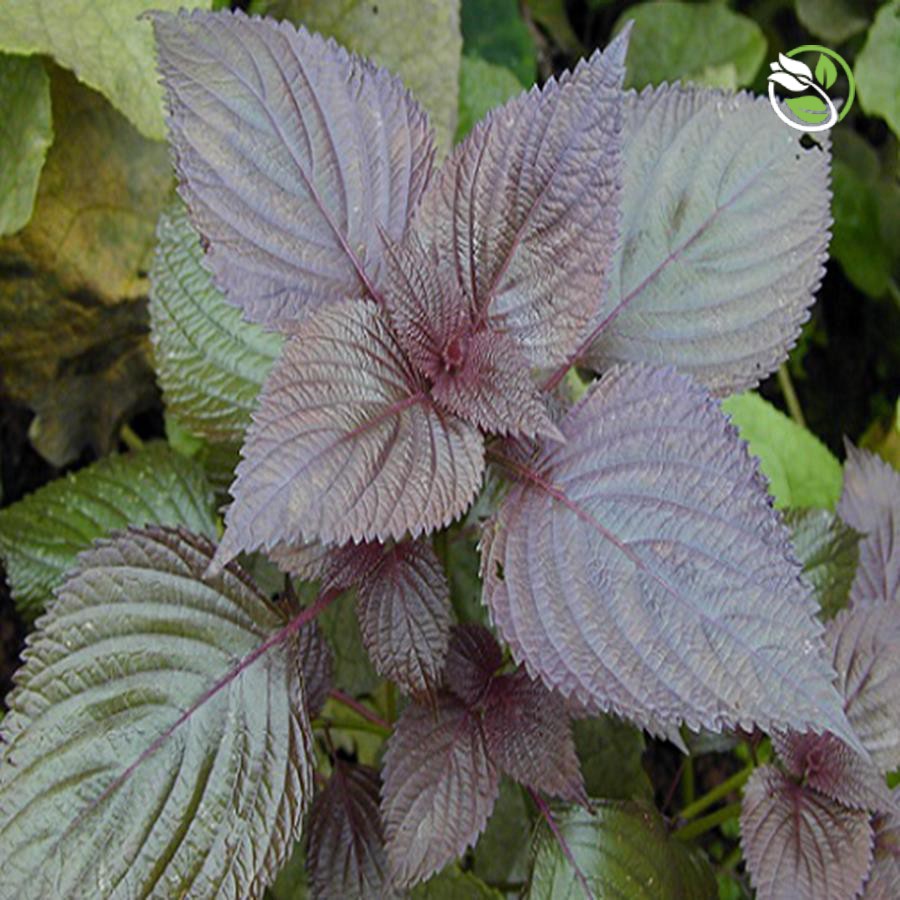 Hạt Giống Tía Tô PN-200 Phú Nông- Gói 2g - Perilla