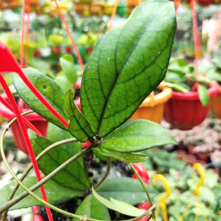 Cẩm cù Hoya Crassipetiolata xanh