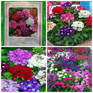 Cung Cấp Hạt Giống Hoa Vân Anh  Mix- 50 hạt hạt đẹp