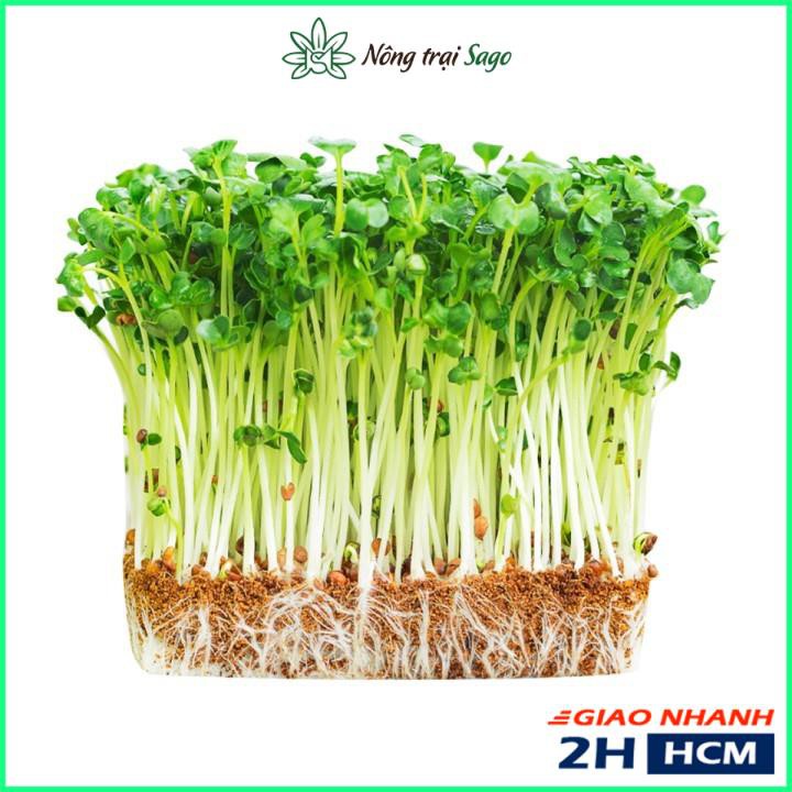 Hạt giống Rau Mầm Củ Cải Trắng Dễ Trồng - Thu Hoạch Nhanh