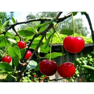 Hạt giống Quả Anh Đào (Cherry)
