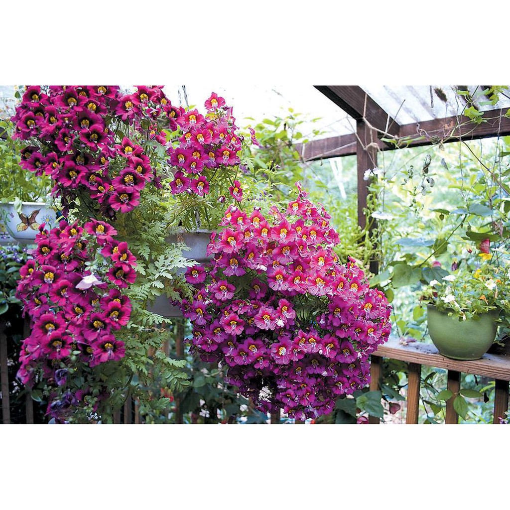 Hạt giống hoa bướm Cali nhiều màu gói 0.5gr