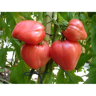 50 HẠT GIỐNG CÀ CHUA TRÁI TIM ĐỎ - HÀNG CÔNG TY