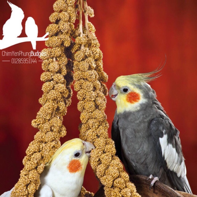 1kg kê chùm/kê bông cho Pet