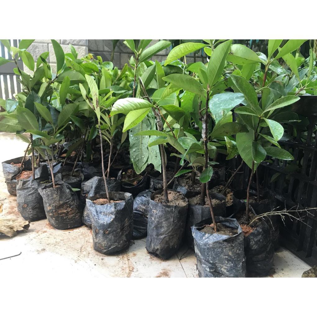 Sản phẩm Cây giống CHERRY Brazil chịu nhiệt - Cây giống F 1- hàng nhập khẩu + Tặng  phân hữu cơ cao cấp