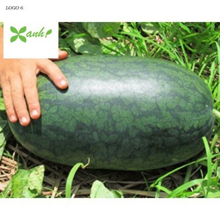 Hạt Giống Dưa Hấu Ruột Đỏ F1 Gói 10 hạt