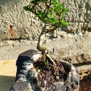 Sam hương hòn non bộ mini