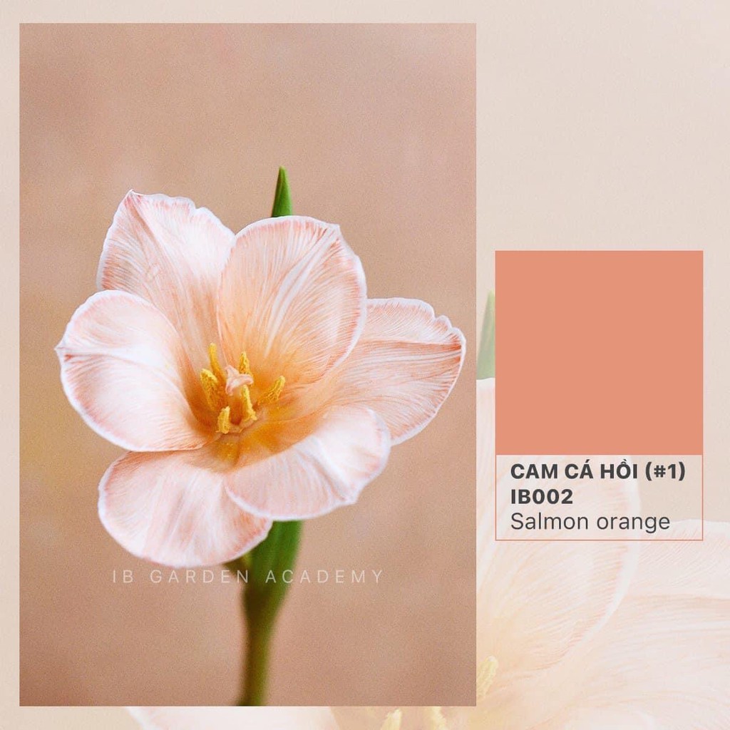 Thuốc nhuộm hoa / IB002 / Cam cá hồi / Salmon Orange