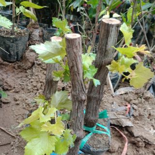 Cây  nho  leo  tím tặng  phân  và kích rễ