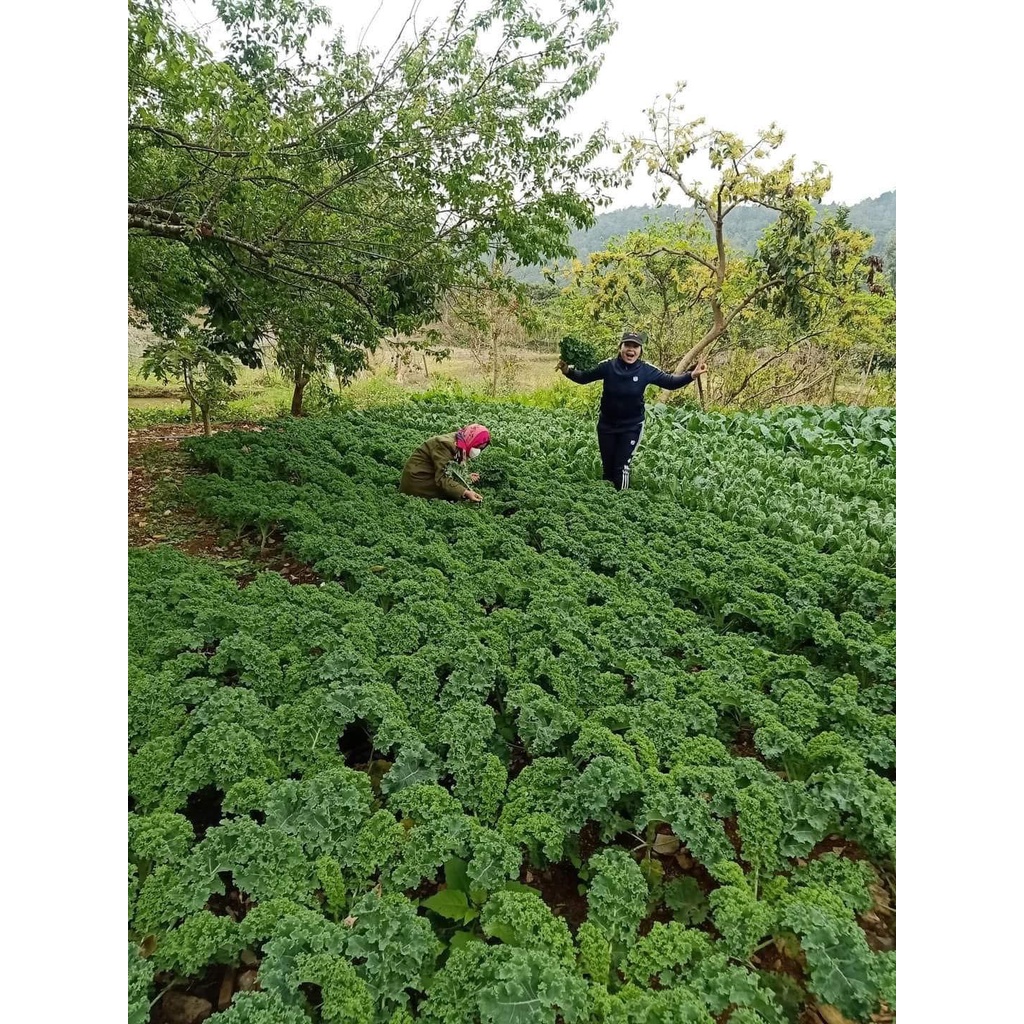 TẶNG 1k - 10 Hạt Giống Cải Kale Xoăn Xanh Nhập Khẩu Mỹ nảy mầm 98%