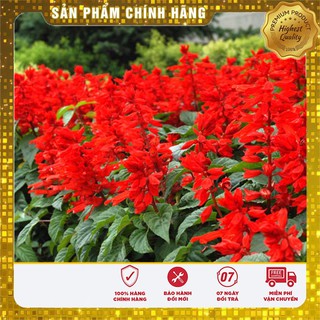 Hạt giống Hoa Xác Pháo đỏ 50 Hạt