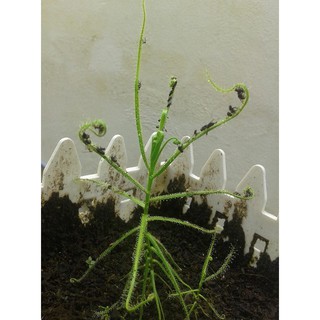 Hạt cây bắt mồi Drosera Indica Green