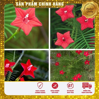 Hạt giống Hoa Tóc Tiên dây leo ( 10 Hạt)