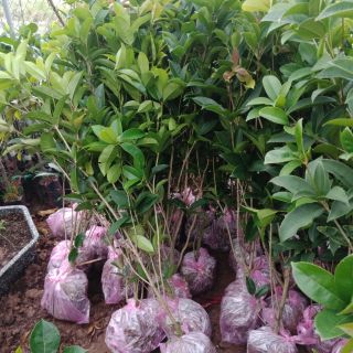 Cây mộc hương giống