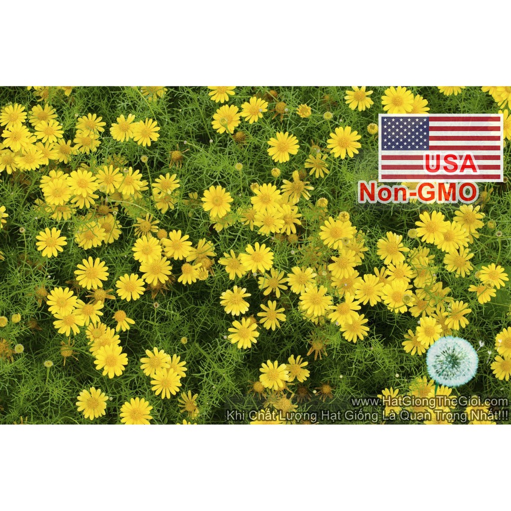 100h Hạt Giống Hoa Cúc Sao Băng USA (C4.202| B25*V74)