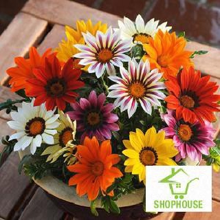 shophouse Hạt giống hoa cúc huân chương (50 hạt)  SHOP HOUSE  TẾT KHUYẾN MẠI