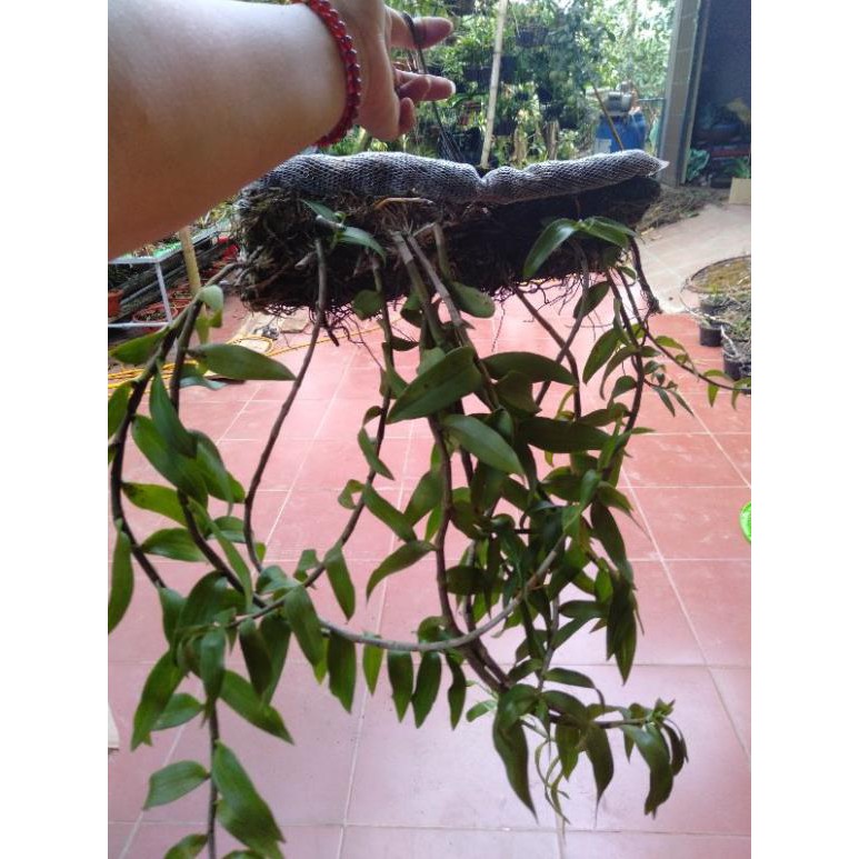 Hoa Phong Lan Giả Hạc Pháp Giò Thuần Hoa Tết