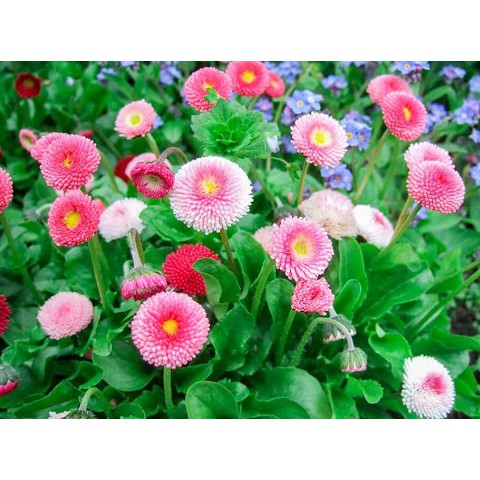 Hạt Giống Hoa Cúc Anh Mix Nhiều Màu  - MUA 3 TẶNG 1 CÙNG LOẠI