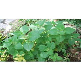 1000 hạt giống húng chanh