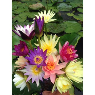 bộ sản phẩm 4 cây hoa súng trưởng thành