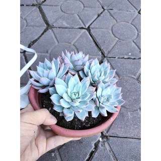 sen đá blue bird thụ 1 gốc 3 đầu