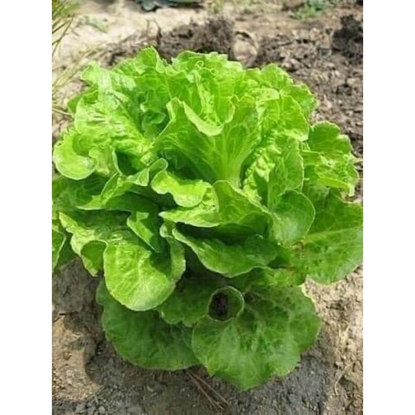 Hạt giống rau xà lách chịu nhiệt bốn mùa  .