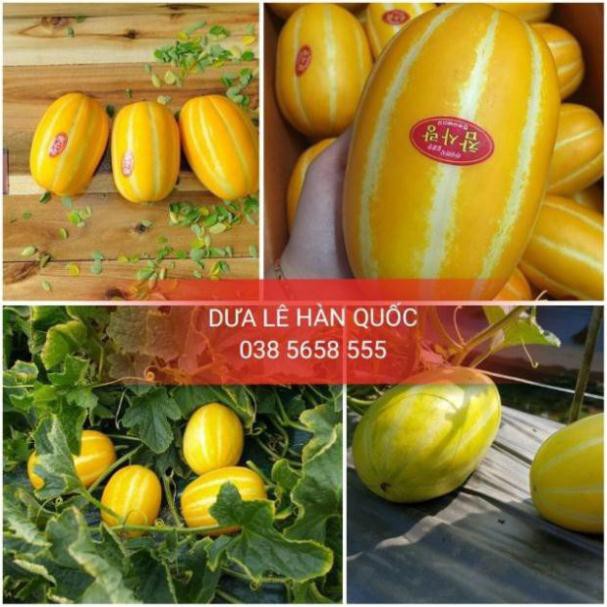 Hạt giống cây Dưa lê vàng Hàn Quốc (10 hạt)