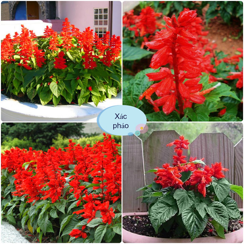 [Gói  Hạt] Hạt Giống Hoa Xác Pháo (tặng kèm phân)