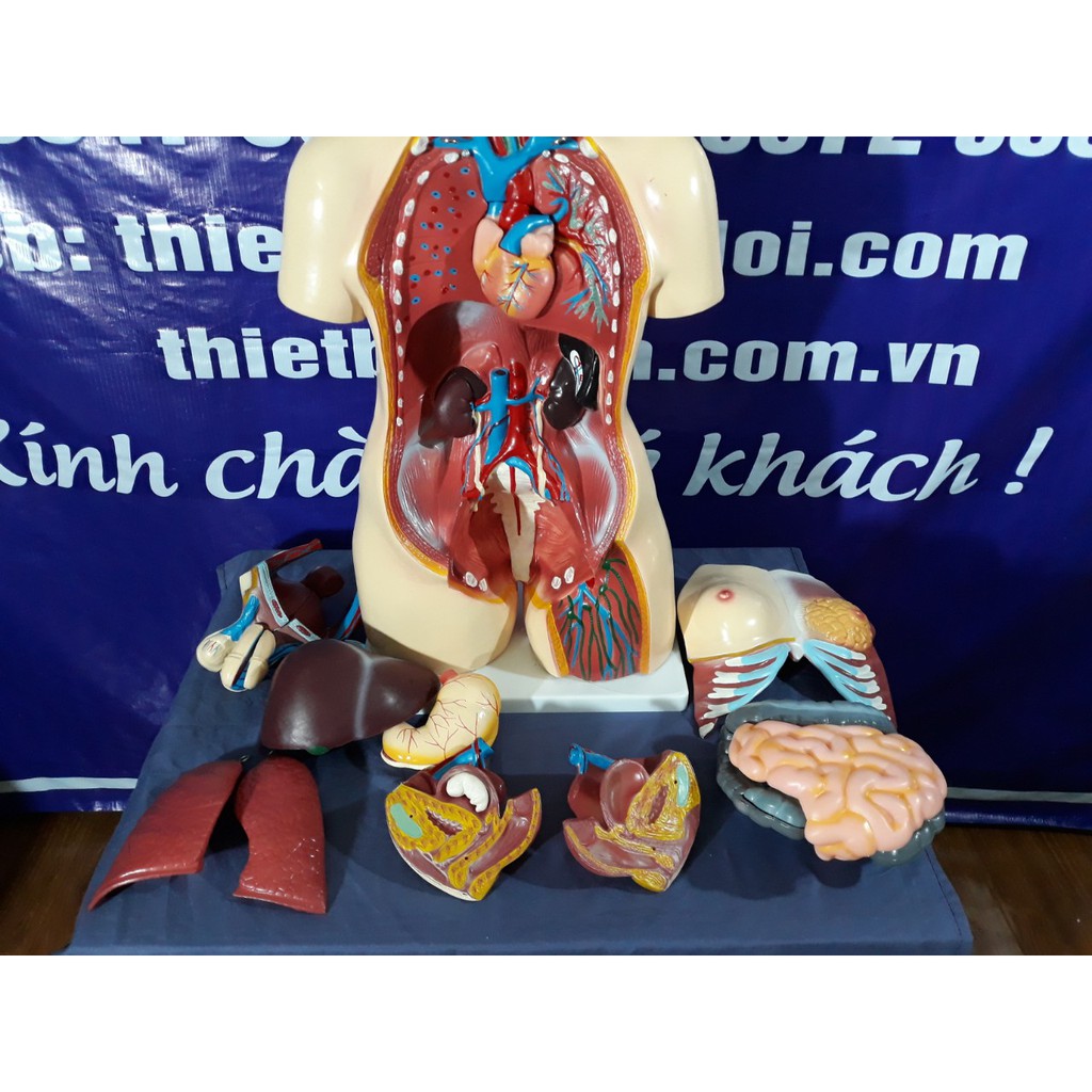 Mô hình giải phẫu nội tạng cơ thể người nữ 85cm
