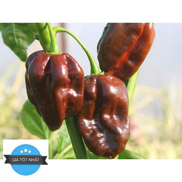 5 Hạt Giống Ớt Cay Habanero Scoville Giống Ớt Cay Nhất Thế Giới Giống Nhập Ngoại 5 Màu